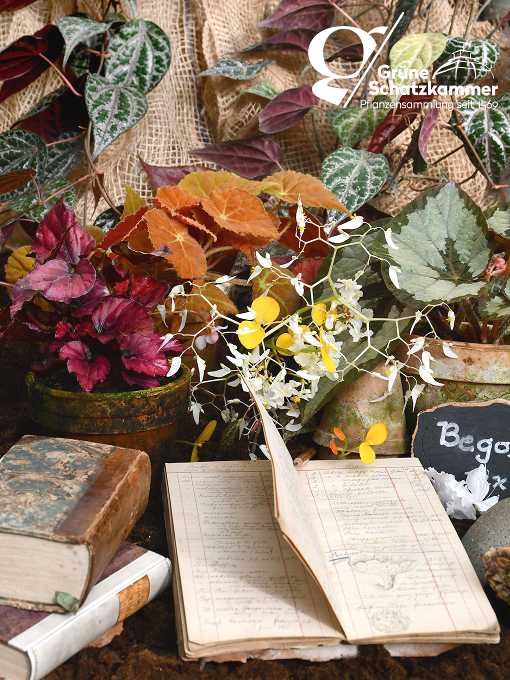 Heft mit historischen botanischen Aufzeichungen inmitten von Pflanzen, Blüten und Tontöpfen
