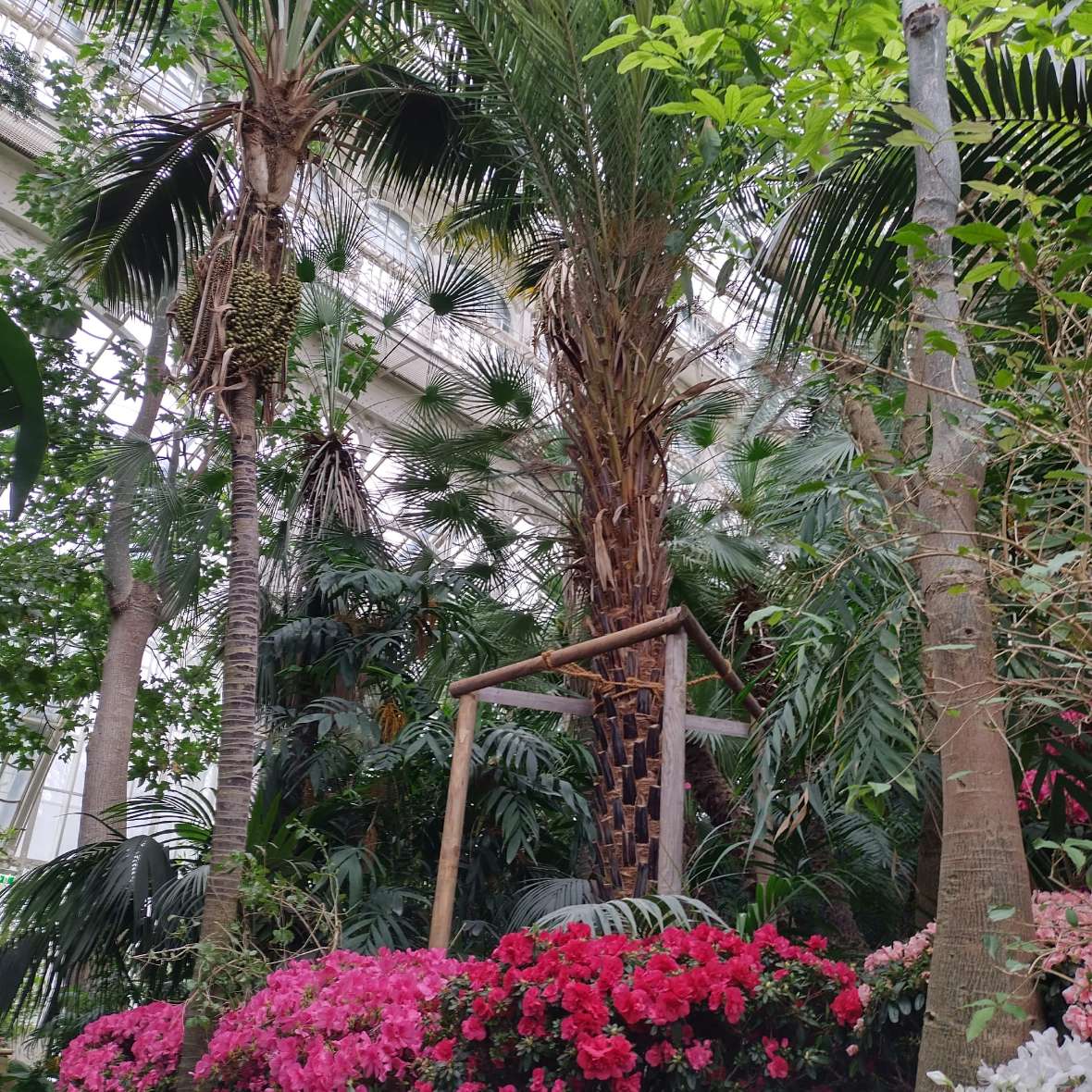 Die Dattelpalme ist im Palmenhaus eingepflanzt