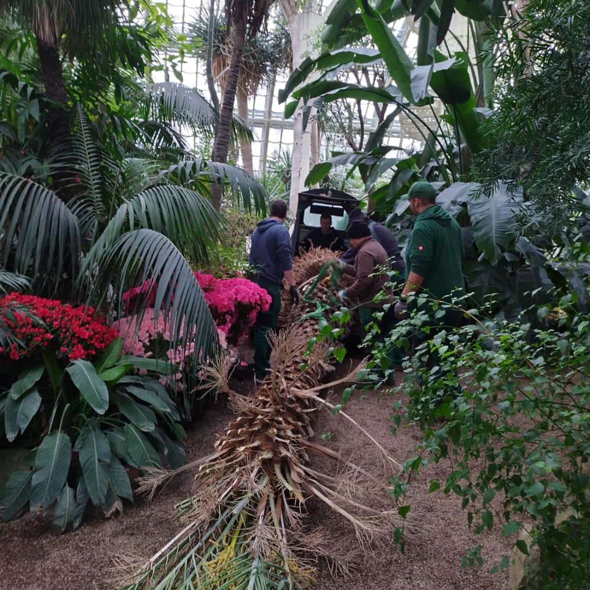Mit einem Kleinbagger wird die Dattelpalme im Palmenhaus zur Pflanzgrube transportiert
