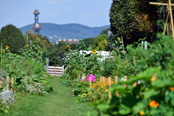 Diverse Gärten am Urban Gardening Gelände beim Augarten
