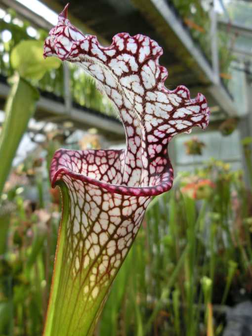 Sammlung fleischfressender Pflanzen