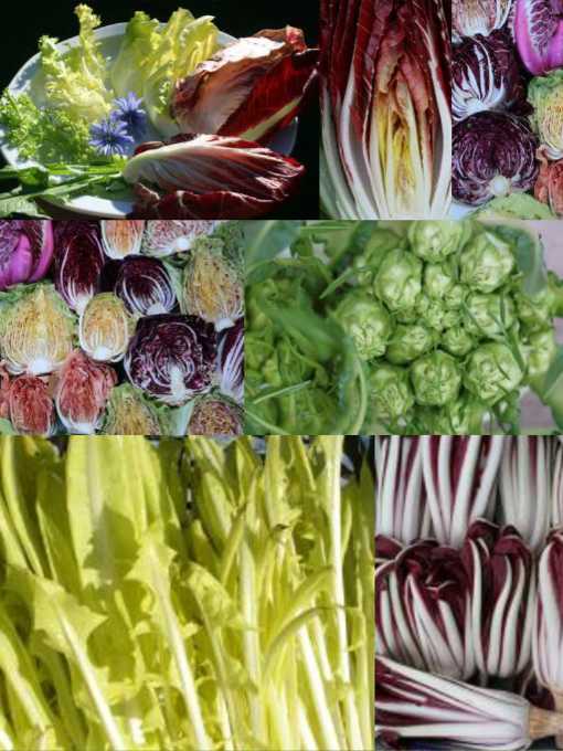 Zichorien bei den Schönbrunner Seminaren