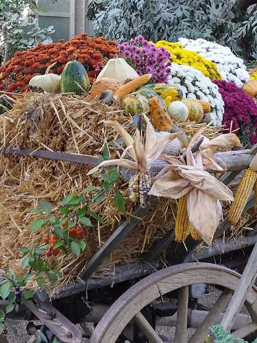 Sonderausstellung: Herbst im Großen Palmenhaus