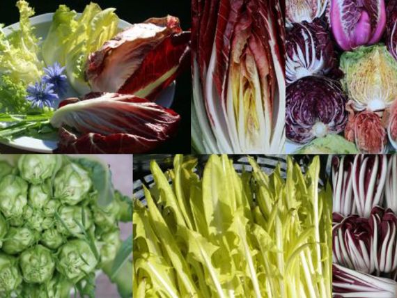 Zichorien bei den Schönbrunner Seminaren