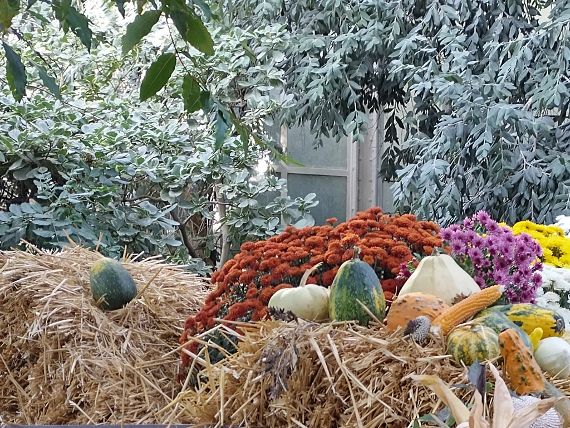 Sonderausstellung: Herbst im Großen Palmenhaus
